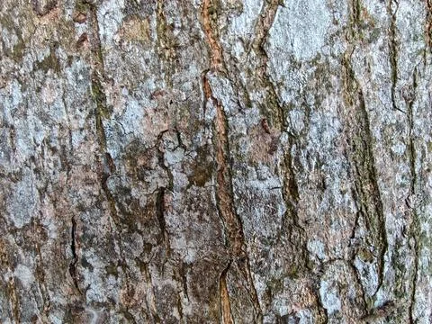 Close up full frame texture of rough weathered tree bark with moss and cracks Fotos de archivo