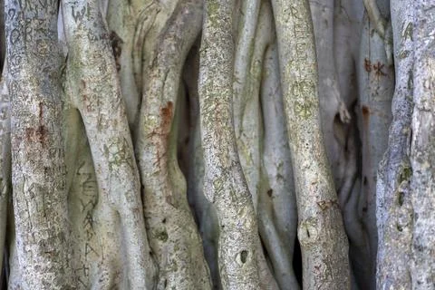 Close up full frame texture view of multiple aerial banyan tree roots with .. Stock Photos