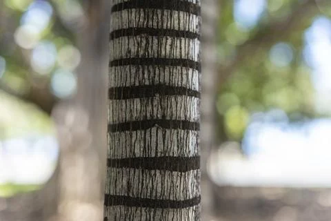 Close up full frame texture view of a tropical palm tree trunk with distinc.. Foto stock