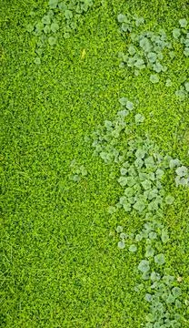 Close-up full frame top view shot of green grass field background and texture Stock Photos