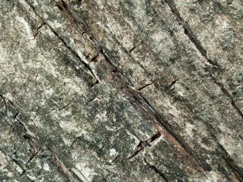 Close Up Full Frame Tree Bark With Rugged Texture and Natural Surface Pattern Stock Photos