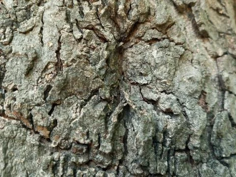 Close Up Full Frame Tree Bark With Rugged Texture and Natural Surface Pattern 库存照片