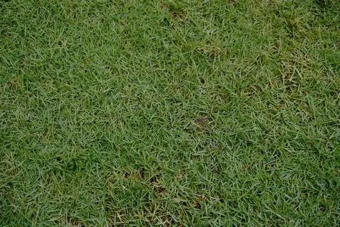 Close-up full-frame view of green grass blades forming a dense natural carpet 写真素材