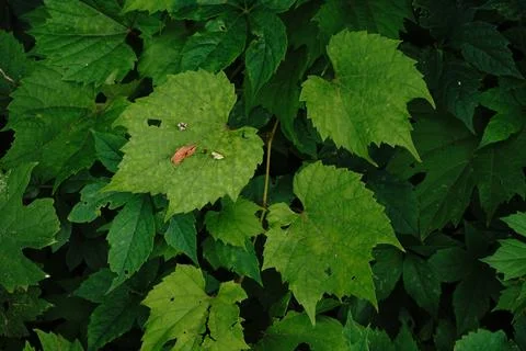 A close-up full-frame view of lush green vine leaves Fotos Stock