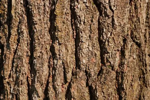 Close-up full frame view of rough textured tree bark Stockfoto's