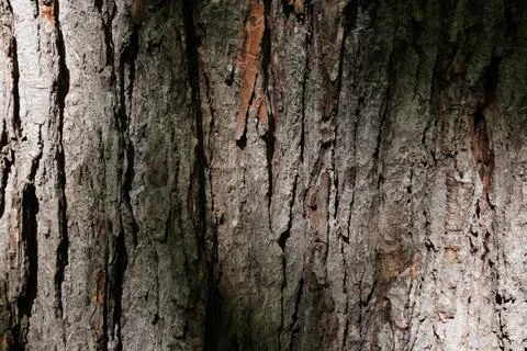 Close-up full frame view of rough weathered tree bark 库存照片