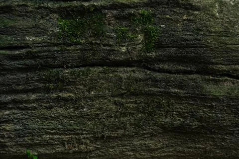 Close-up full frame view of rough natural tree bark texture 스톡 사진