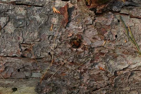 Close-up full frame view of textured tree bark Stock-Fotos