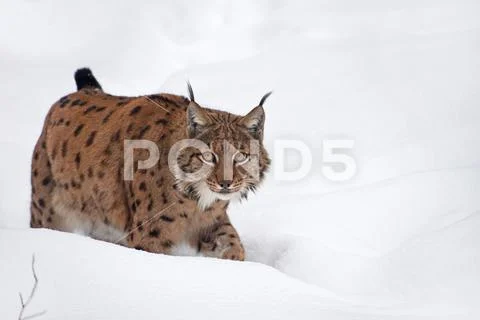 Close up full length Eurasian lynx in winter snow Stock Photos