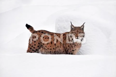 Close up full length Eurasian lynx in winter snow Stock Photos