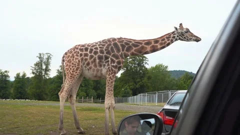 Close-up, full-length giraffe, people from a car feed a giraffe in a safari park Stock Footage 145735692