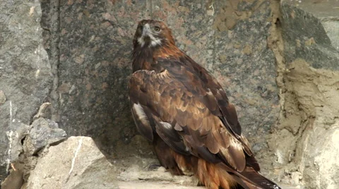 Close up of a full-length golden eagle, Aquila chrysaetos, on rocky background. Stock Footage 43676946