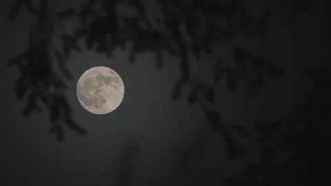 Close Up Full Moon And Trees Timelapse Stock Footage 144356801