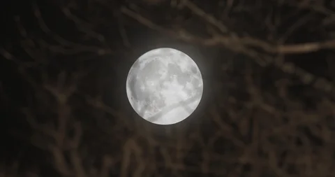 Close Up Full Moon Behind Branches With Shallow Depth of Field Видео 86625498