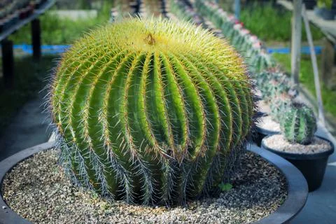 Close up full range of echino cactus in planting pot Stock-Fotos