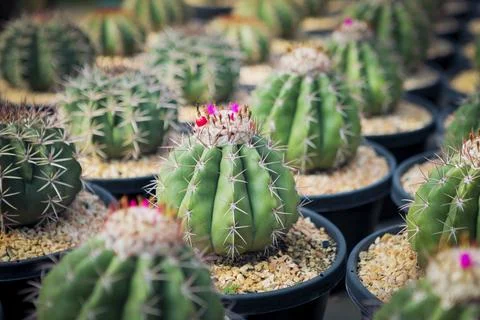 Close up full range of melocactus in planting pot Stock Photos