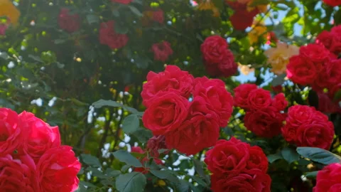 Close-up of a full rose. zero gravity shot. Stock Footage 195067121