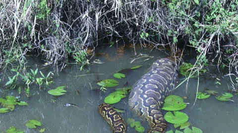 A close up of a full stomach of a rock python 스톡 동영상 26722348
