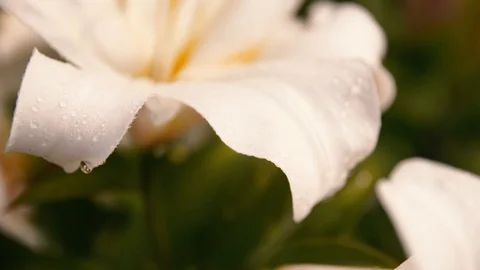 Close up of Fully Bloomed White Lily 스톡 동영상 128139910