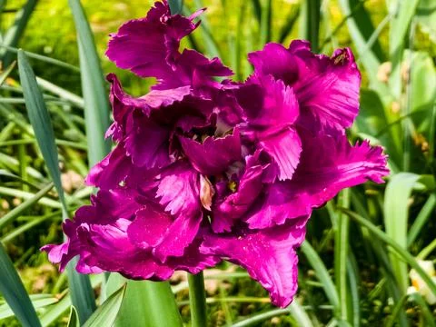 Close-up of a fully open Power Parrot tulip blooming in a park in spring. Dar Foto stock