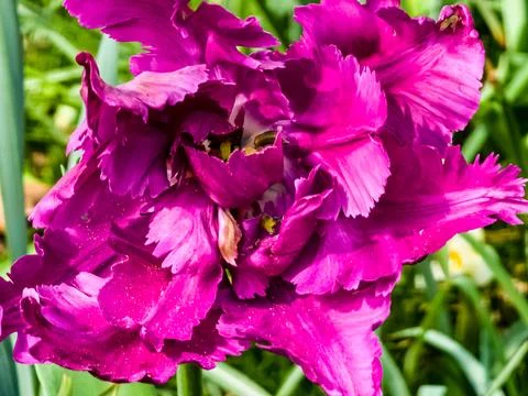 Close-up of a fully open Power Parrot tulip blooming in a park in spring. Dar Stock Photos