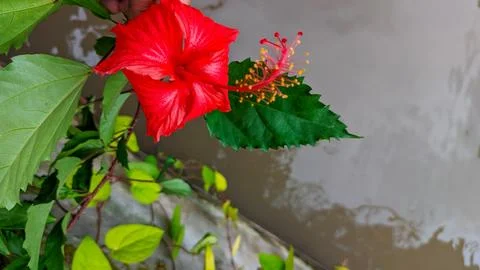 Close-up of a fully opened red hibiscus flower Stock Photos