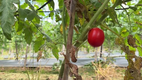 Close up of a fully ripened tomato attached to the plant highlights natural 库存影片 330523214