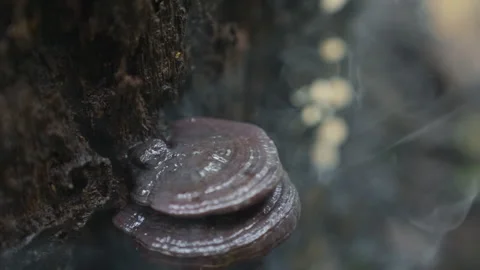 Close-up of fungi on a tree trunk surrounded by smoke Video stock 328027956