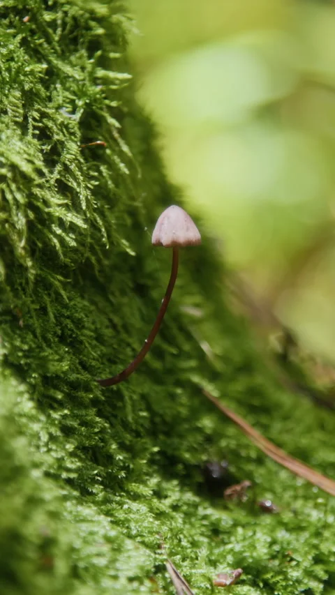 Close-up of Fungus Emerging from Mossy Patch in Summer Woodland Stock Footage 321058700