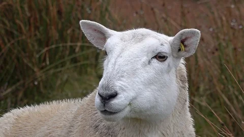 Chew Sheep Chewing Stock Video Footage | Royalty Free Chew Sheep Chewing  Videos | Pond5