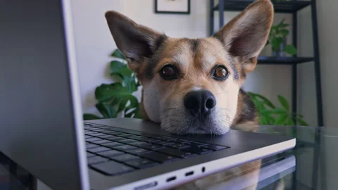 Close Up of Funny Corgi Mix Resting on Laptop and Looking at Camera Stock Footage 340576648