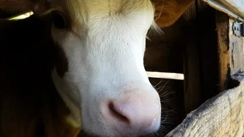 Close UP of a funny cow Stock Footage 99390924