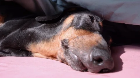 Close up funny dachshund dog muzzle,  lies under the blanket Stock Footage 116500649