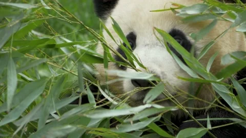 Close up of a funny Giant Panda playing with twigs in the mountains of Stock Footage 163036064