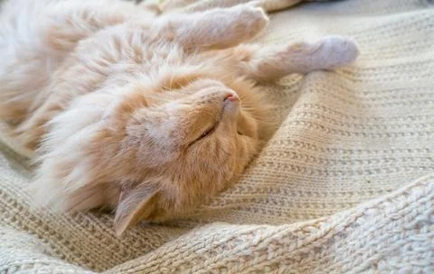 Close-up of a funny ginger cat sleeping on a knitted sweater at home. Stock Photos