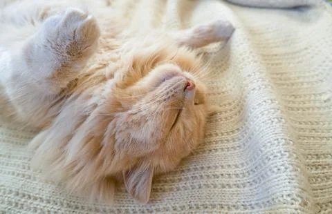 Close-up of a funny ginger cat sleeping on a knitted sweater at home. Stock Photos