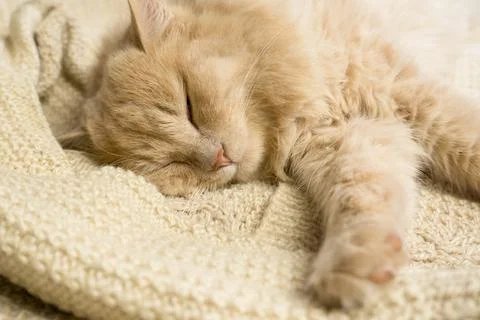 Close-up of a funny ginger cat sleeping on a knitted sweater at home. Stock Photos