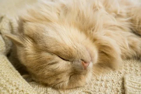 Close-up of a funny ginger cat sleeping on a knitted sweater at home. Stock-Fotos