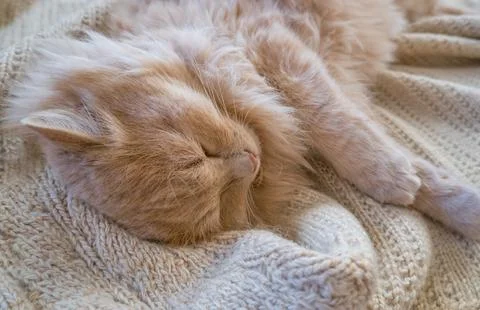 Close-up of a funny ginger cat sleeping on a knitted sweater at home. Stock Photos