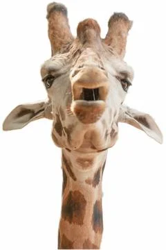 Close-up of a funny giraffe on a white background Stock Photos