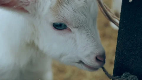Close-up of a funny goat cub chewing on a rope. Stock Footage 151844622