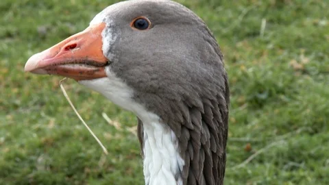 Close up of a funny goose chewing a grass Stock Footage 92642624