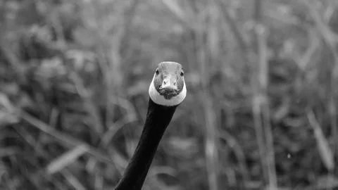 Close up of a funny goose Stock Photos