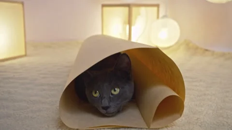 Close up of funny gray cat sitting in paper tube and looking at camera. Stock Footage 61202206