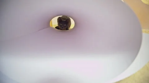 Close up of funny gray sneaking cat in paper tube. Stock Footage 61197965