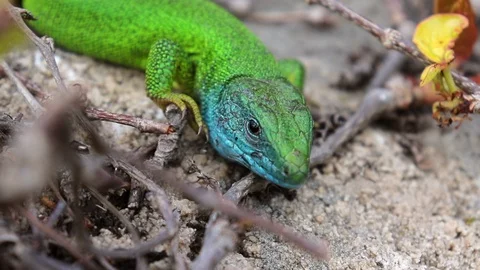 Close Up Funny Green Lizard Slowly Winking At Camera. Stock Footage 108121404