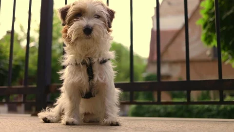 Close up funny jack russell terrier siting on terrace wait for owner summer day Stock Footage 113134608
