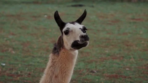 Close up of a funny llama chewing in pasture Stock Footage 340080187