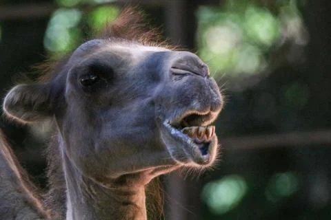 Close-up of a funny looking camel Stock Photos