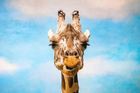 Close up funny looking giraffe head portrait Stock Photos